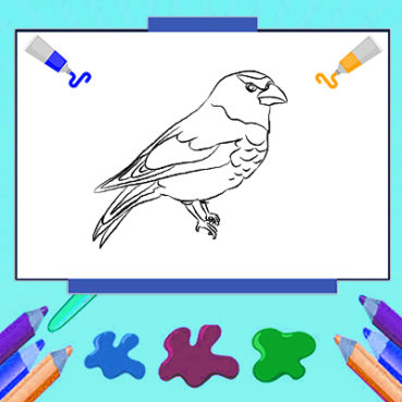 birds