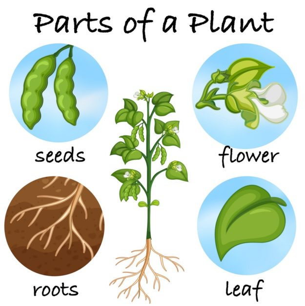 Parts of a plant