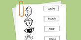 5-sences-worksheets 5-sences