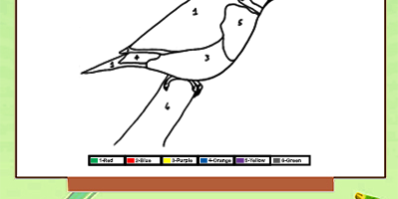 Color by number Bird