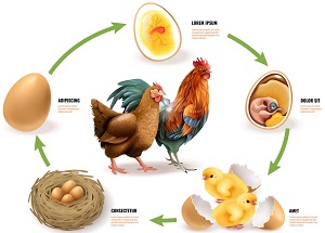 Animal Life Cycles Worksheets