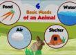 Basic Needs Of Animals