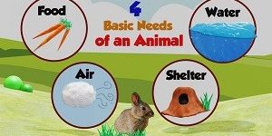 Basic Needs Of Animals Basic Needs Of Animals