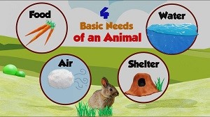 Basic Needs Of Animals