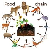 food chain worksheet