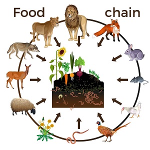 Food chain animals food chain worksheet