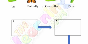 Animal_Life_Cycle_01 Animal Life Cycle 01