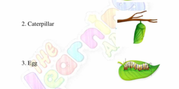 Animal Life Cycle 02 Animal Life Cycle 02