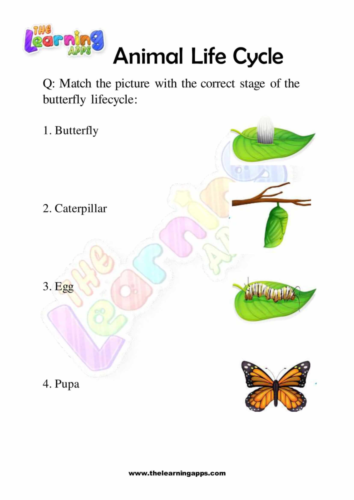 Animal Life Cycle 02