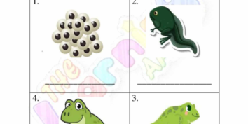 Animal_Life_Cycle_03 Animal Life Cycle 03