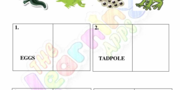 Animal Life Cycle 04