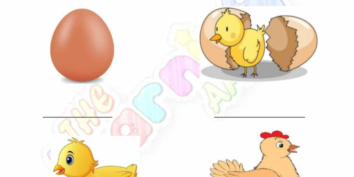 Animal_Life_Cycle_06 Animal Life Cycle 06