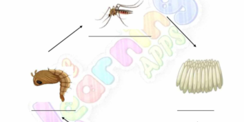 Animal Life Cycle 07