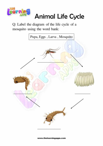 Animal Life Cycle 07