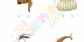 Animal_Life_Cycle_08 Animal Life Cycle 08