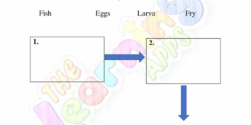 Animal Life Cycle 09