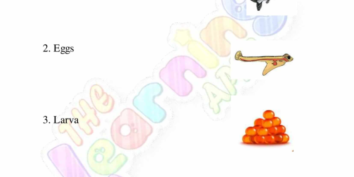 Animal Life Cycle 10