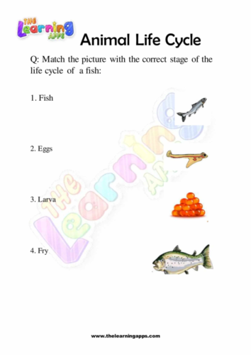 Animal Life Cycle 10