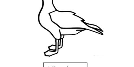 albatross 09 albatross 09