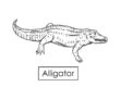 alligator 05
