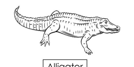 alligator 05