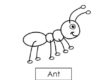 ant 06