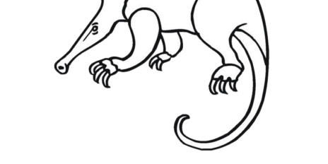 anteater 08 anteater 08