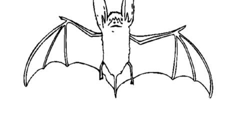 bat 05