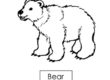 bear 02