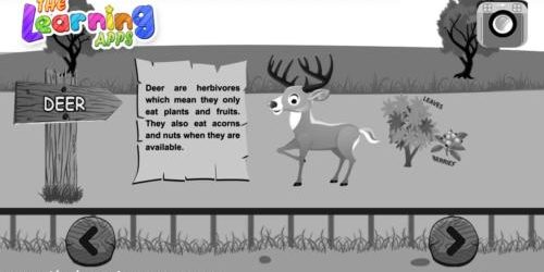 Deer