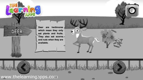 Deer