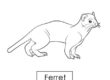 ferret 03