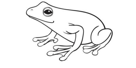 frog 02