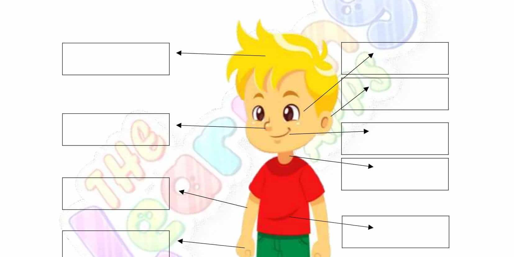 Free Printable The Human Body Worksheets for Grade 2