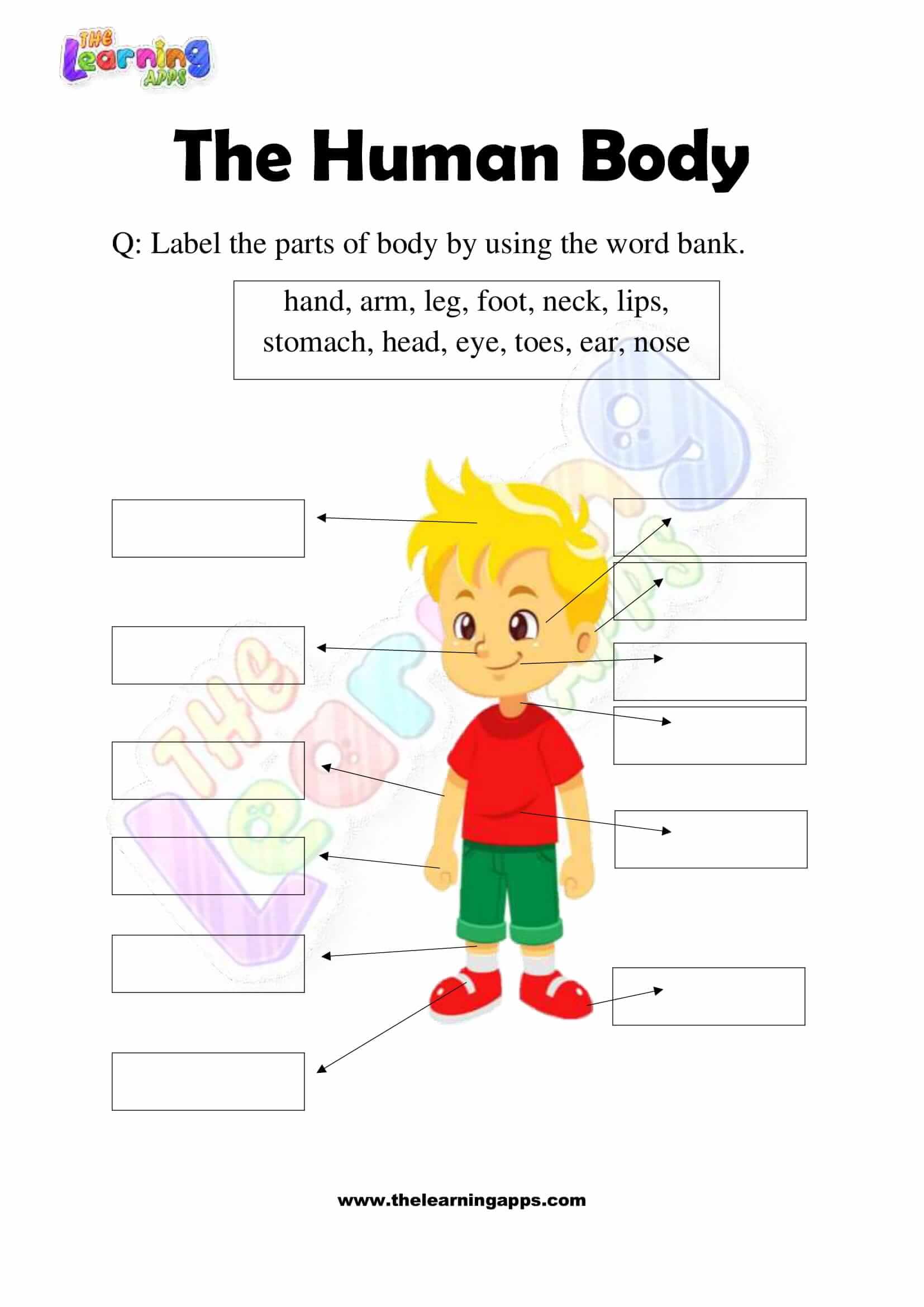 Free Printable The Human Body Worksheets for Grade 2