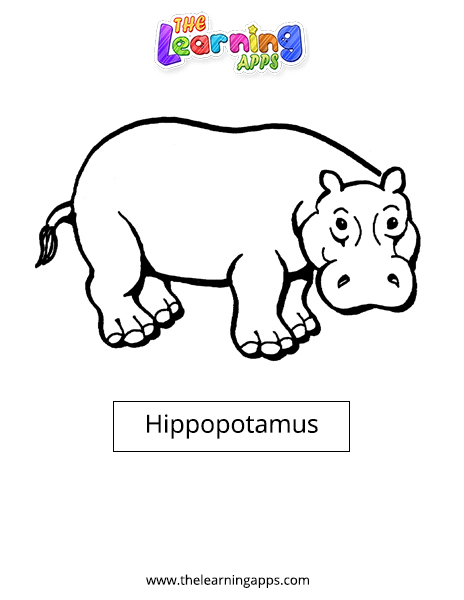 Hippopotamus