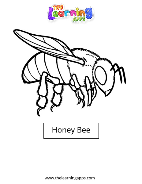 Download Free Printable Honey Bee Worksheet for Kids