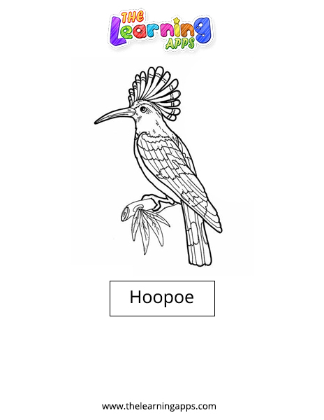 Hoopoe