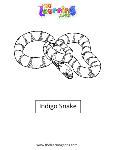 Indigo Snake