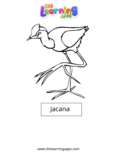 Jacana