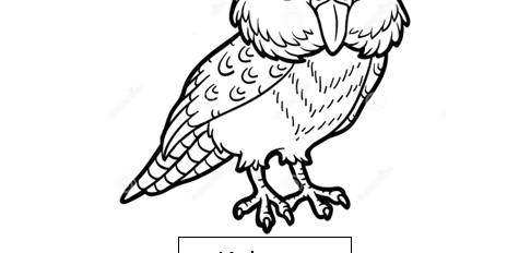 Kakapo Kakapo
