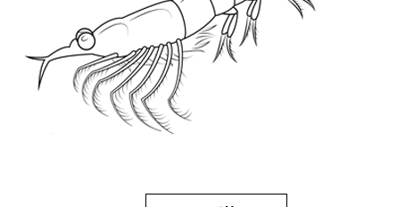 Krill