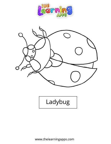 Ladybug