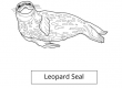 Leopard Seal