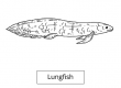 Lungfish