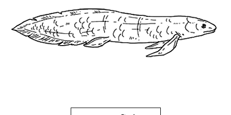 Lungfish Lungfish