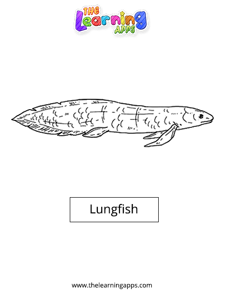 Lungfish