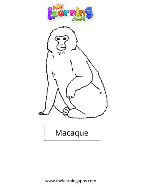 Macaque