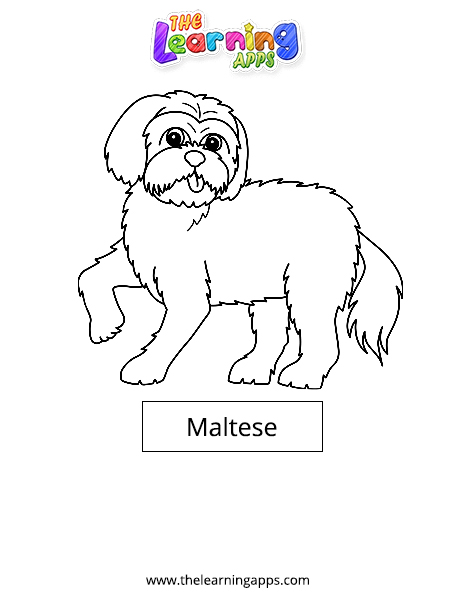 Maltese