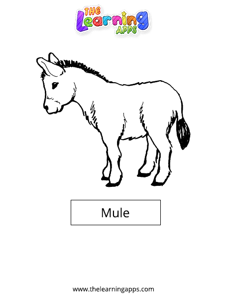 Mule